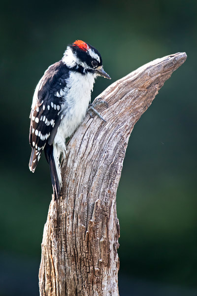 downy woodpecker class